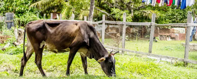 French Guiana