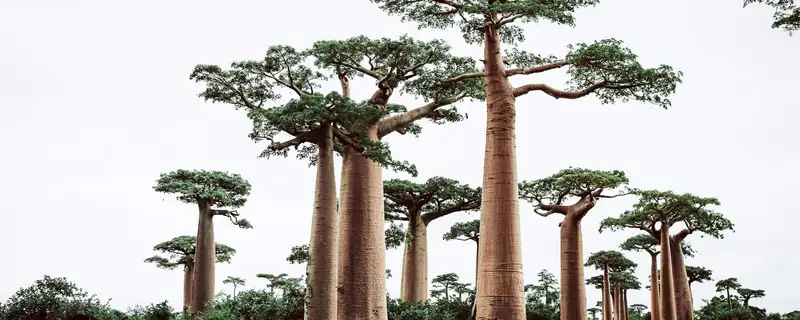Madagascar